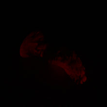 Load image into Gallery viewer, B2SHW64 Flora Small 0030 UV GITD
