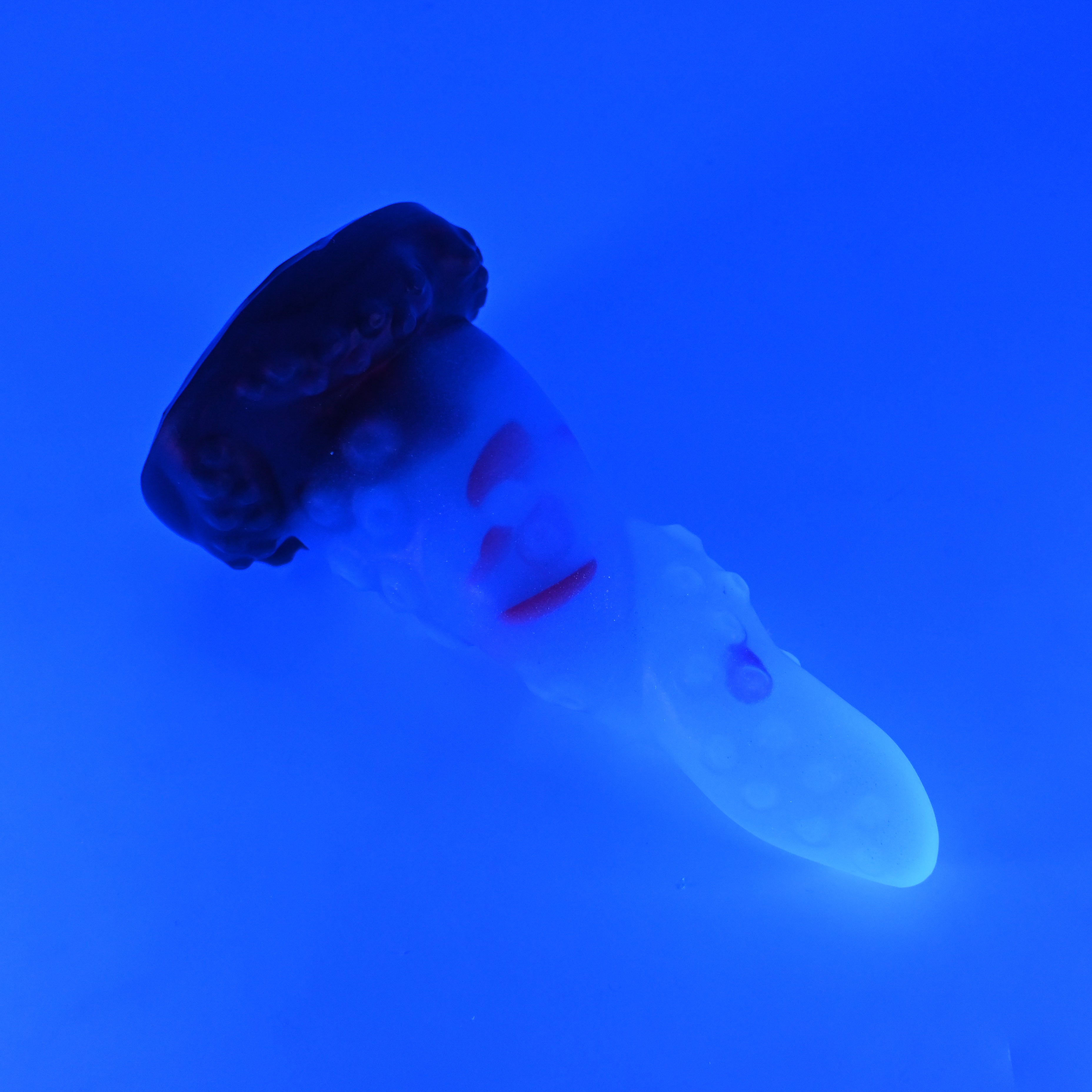 N2TKZ81 Nereid Small NC 0031 UV GITD CS
