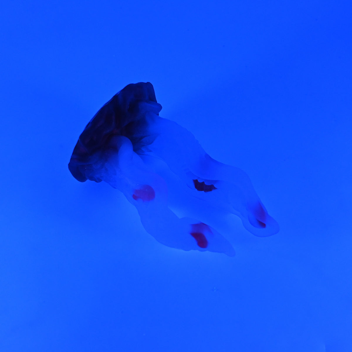 A2TJZ20 Alara Small NC 0031 UV GITD CS
