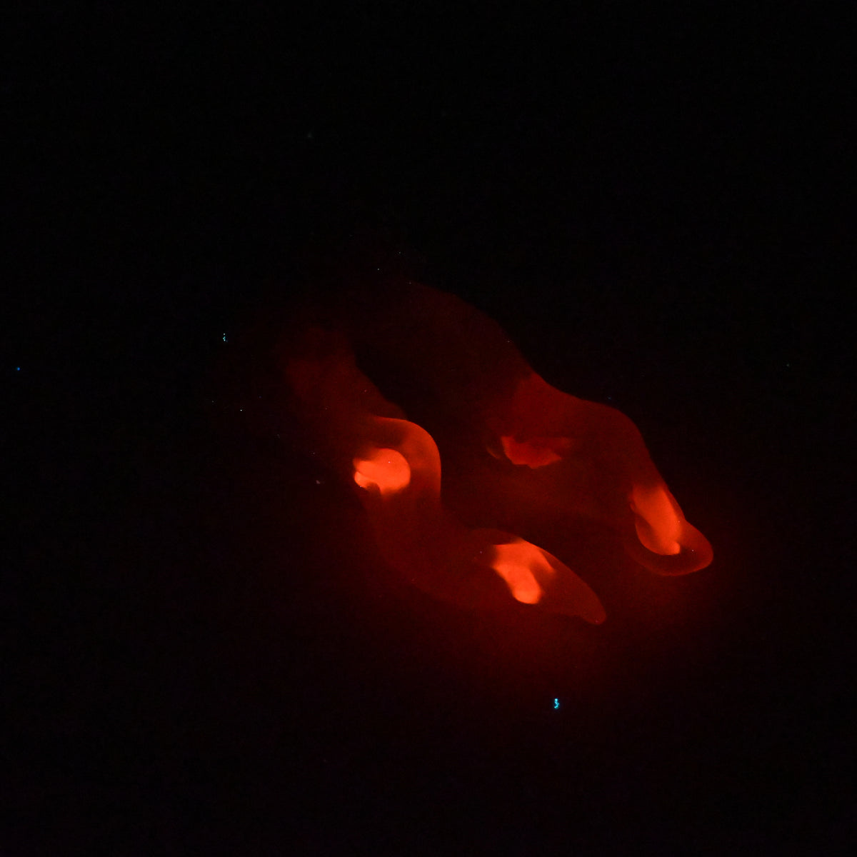 A2TJZ20 Alara Small NC 0031 UV GITD CS