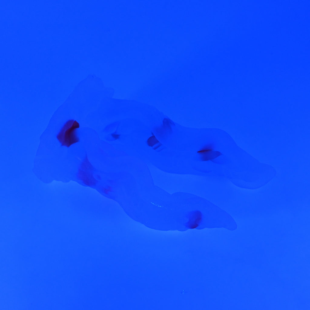 A3TJZ23 Alara Medium NC 0031 UV GITD CS