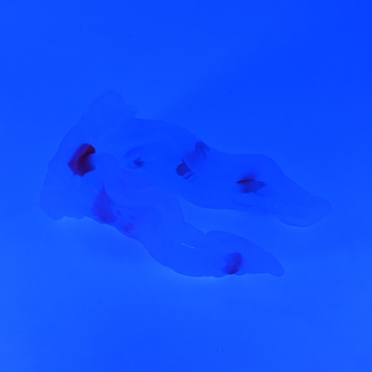 A3TJZ23 Alara Medium NC 0031 UV GITD CS