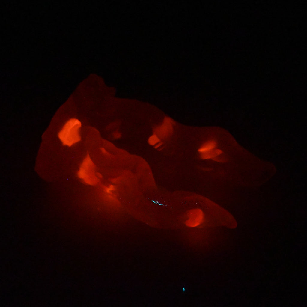 A3TJZ23 Alara Medium NC 0031 UV GITD CS