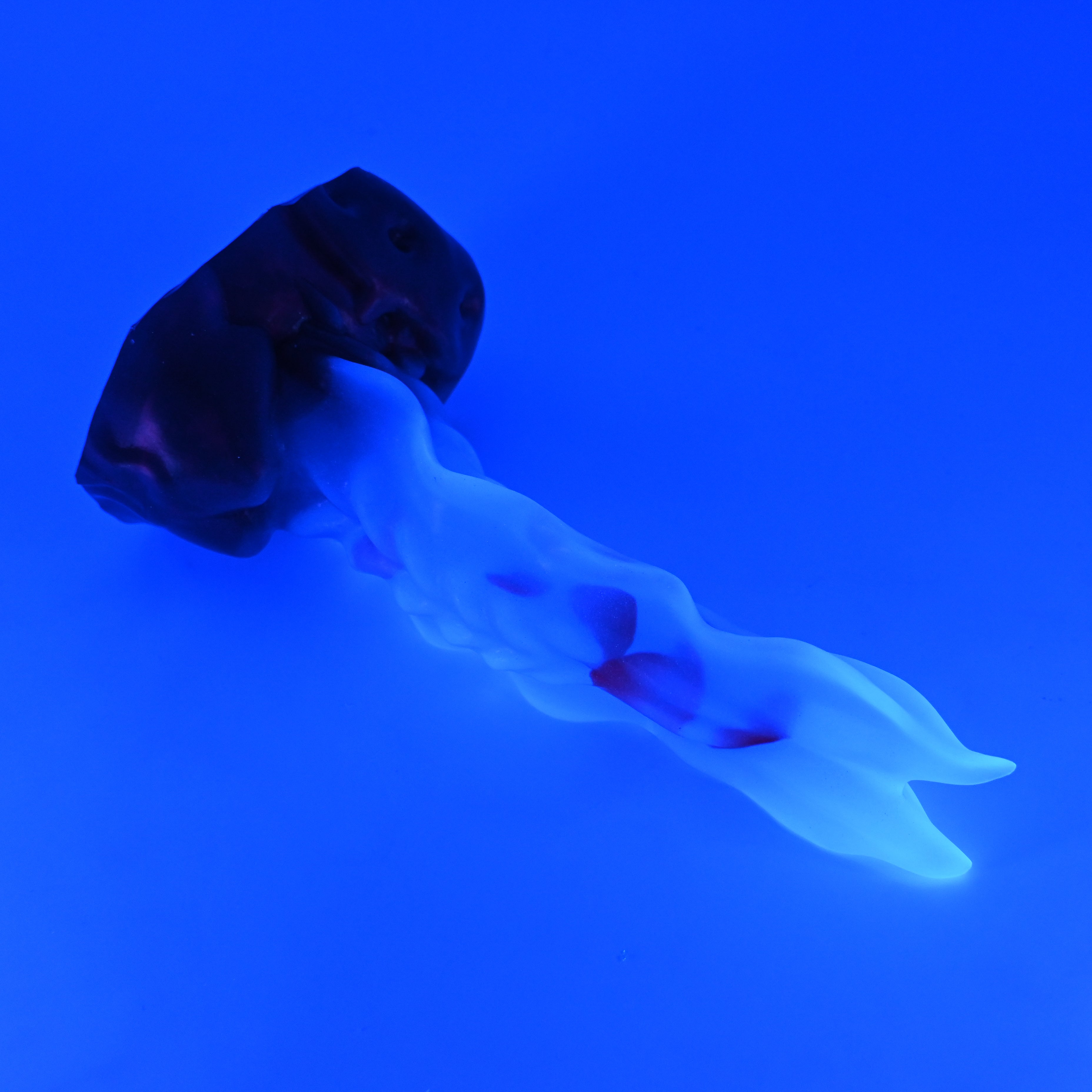 V2TKA34 Snark's Maw Small NC 0031 UV GITD CS
