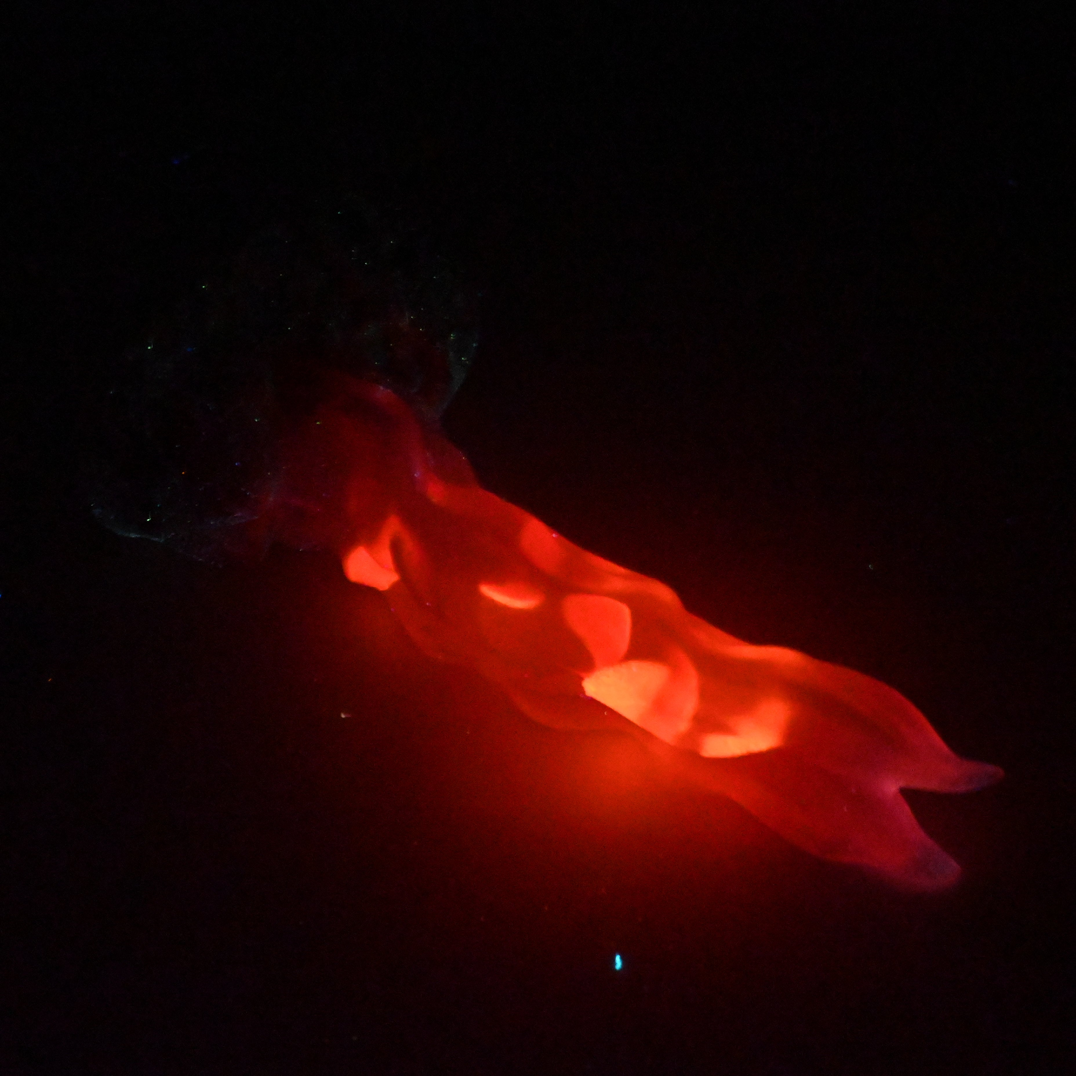 V2TKA34 Snark's Maw Small NC 0031 UV GITD CS