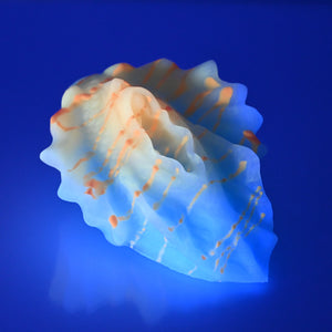 C2SDU70 Calypso Small 0030 UV GITD