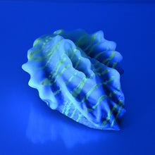 Load image into Gallery viewer, C2MDU65 Calypso Small 0050 UV GITD
