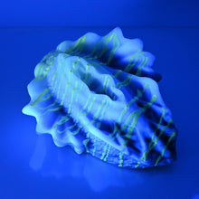 Load image into Gallery viewer, C4MDU76 Calypso Large 0050 UV GITD
