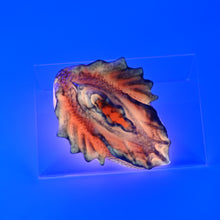 Load image into Gallery viewer, C2SKB42 Calypso Small 0030 UV GITD
