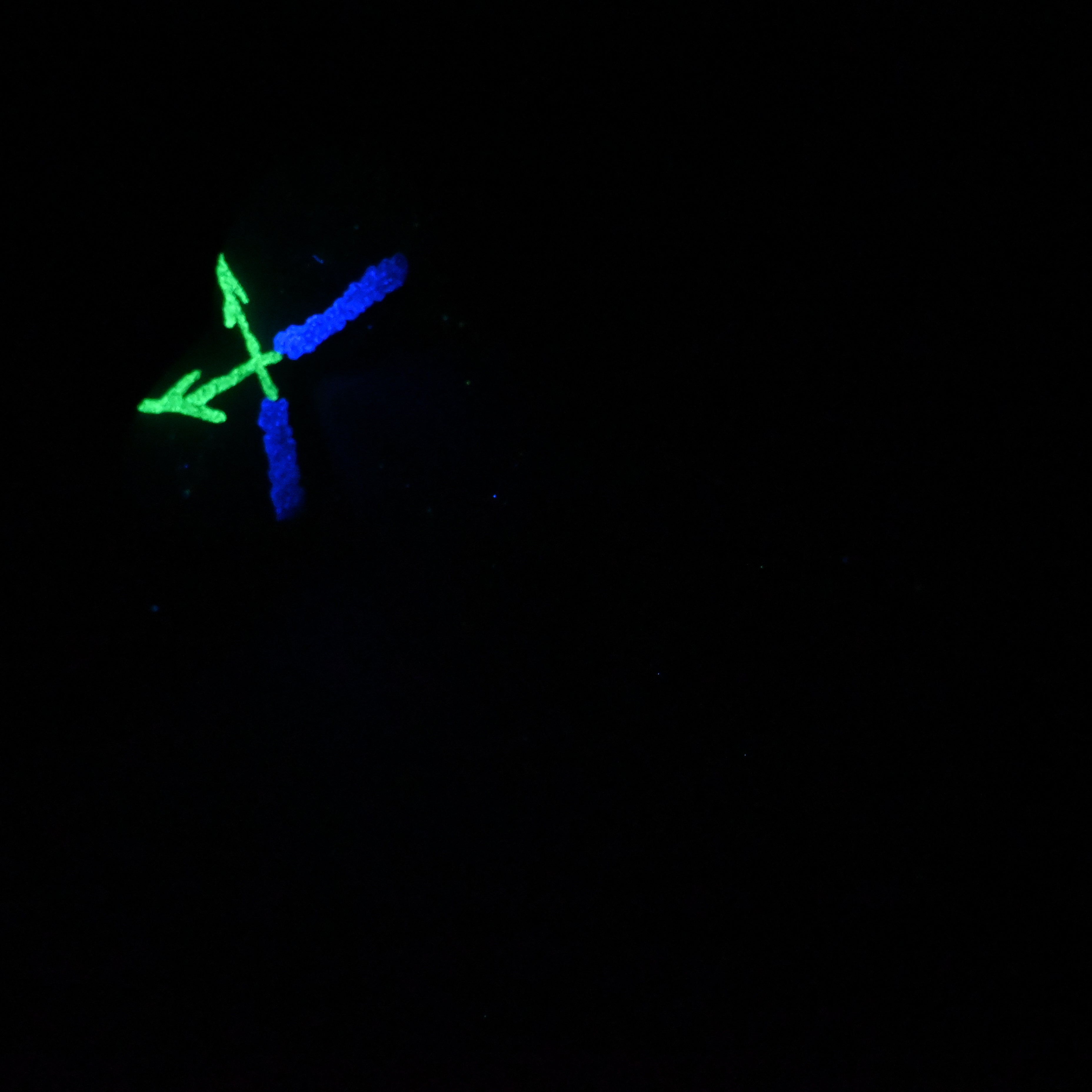 W4MKC44 Tellus Large 0050 UV GITD GOBLIN HOLE
