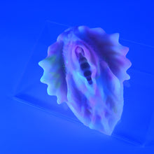 Load image into Gallery viewer, C2MGX91 Calypso Small 0050 UV GITD
