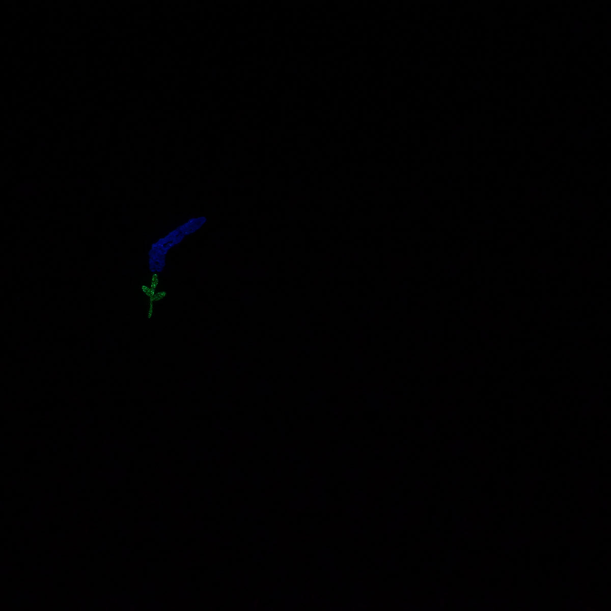 Q2MKB90 Aquus Small 0050 UV GITD