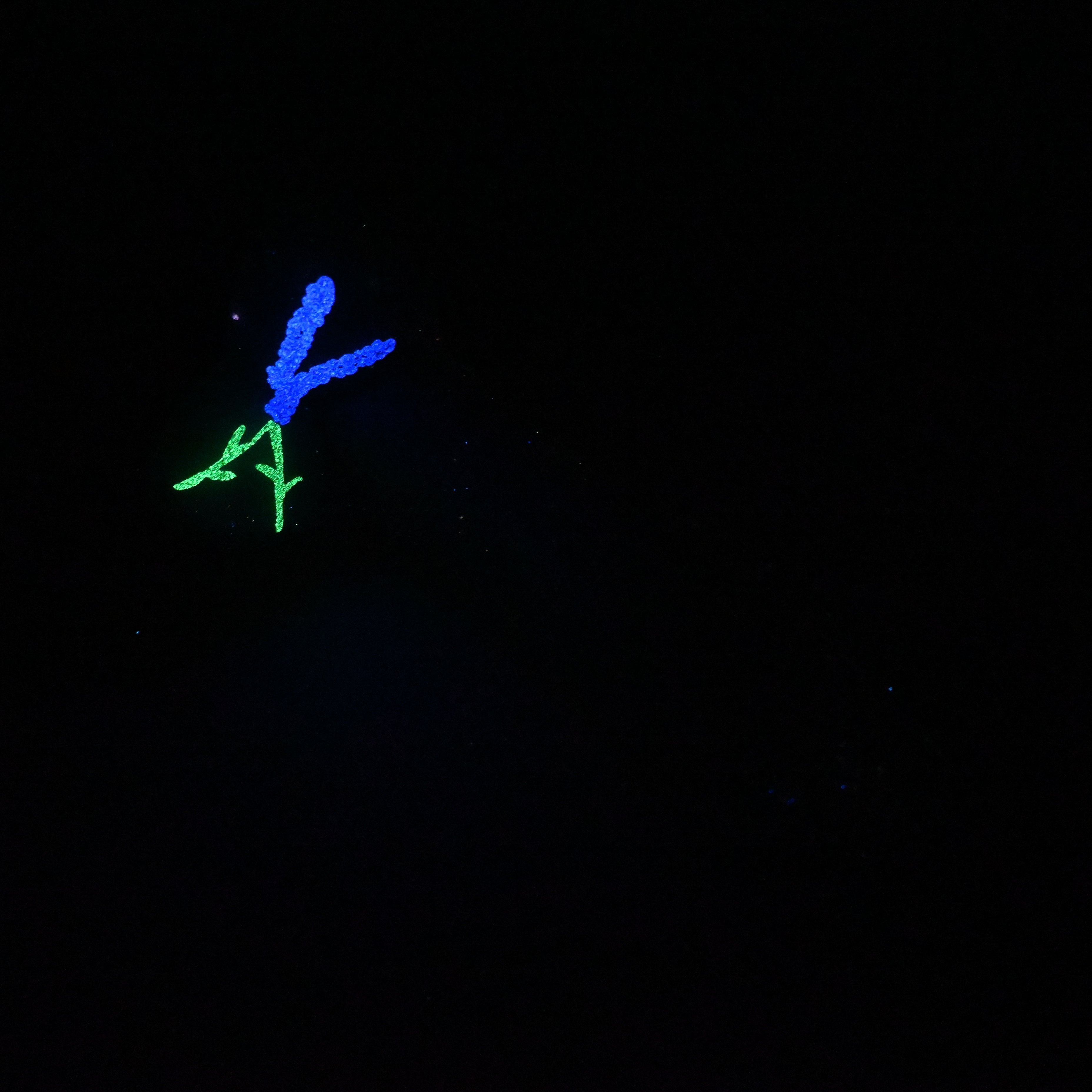 Q4MKB96 Aquus Large 0050 UV GITD GOBLIN HOLE