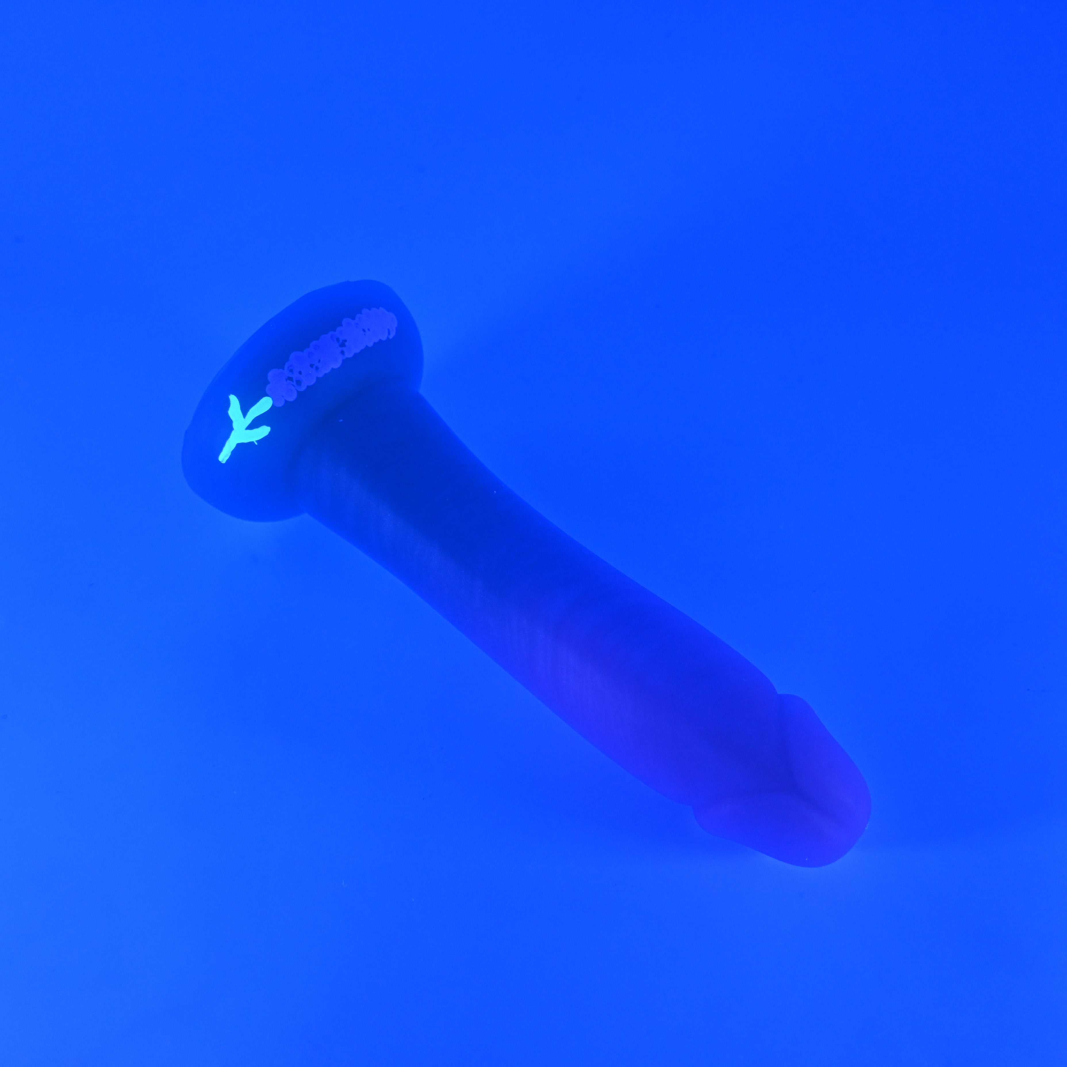 Z2MKC52 Caelus Small 0030 UV GITD