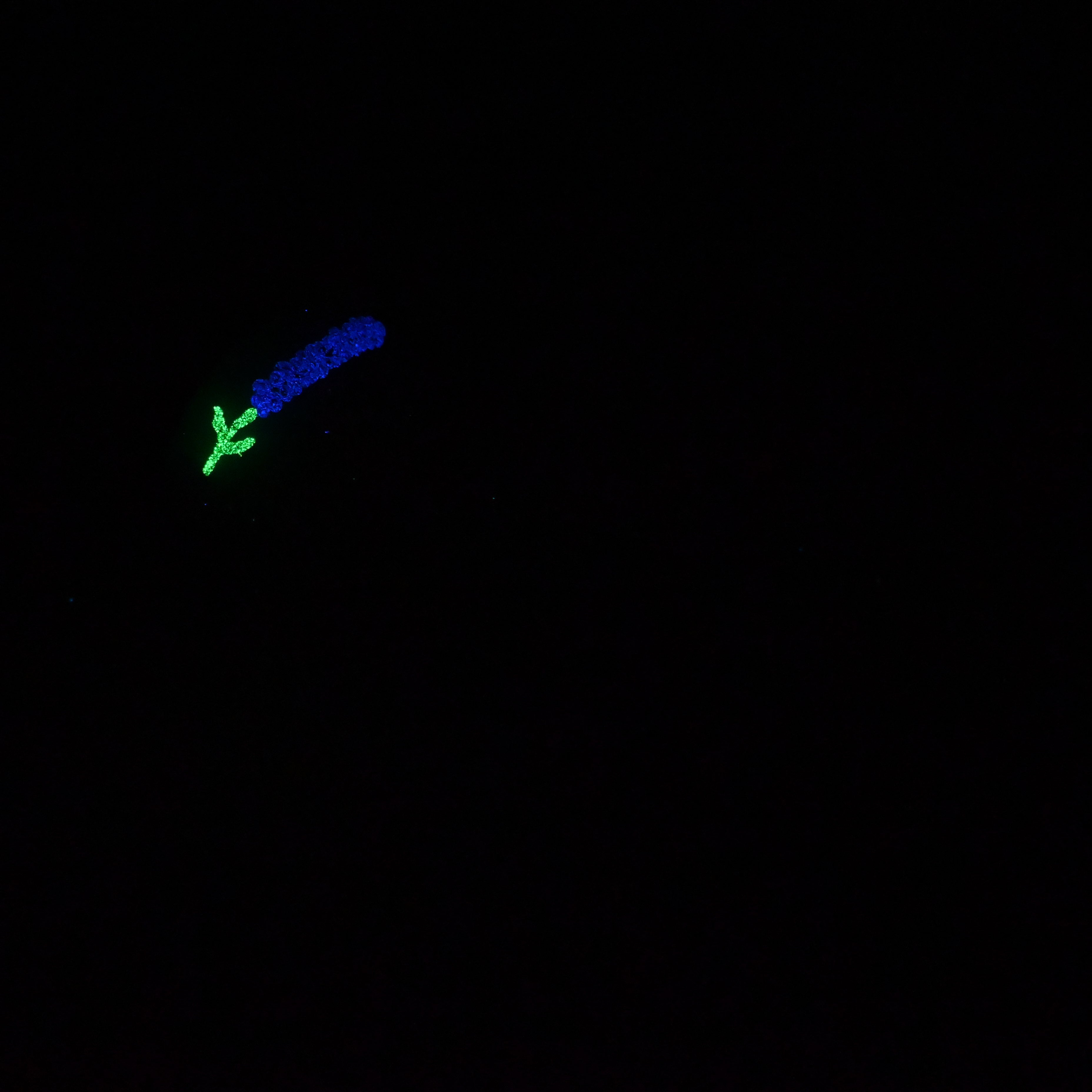 Z2MKC52 Caelus Small 0030 UV GITD