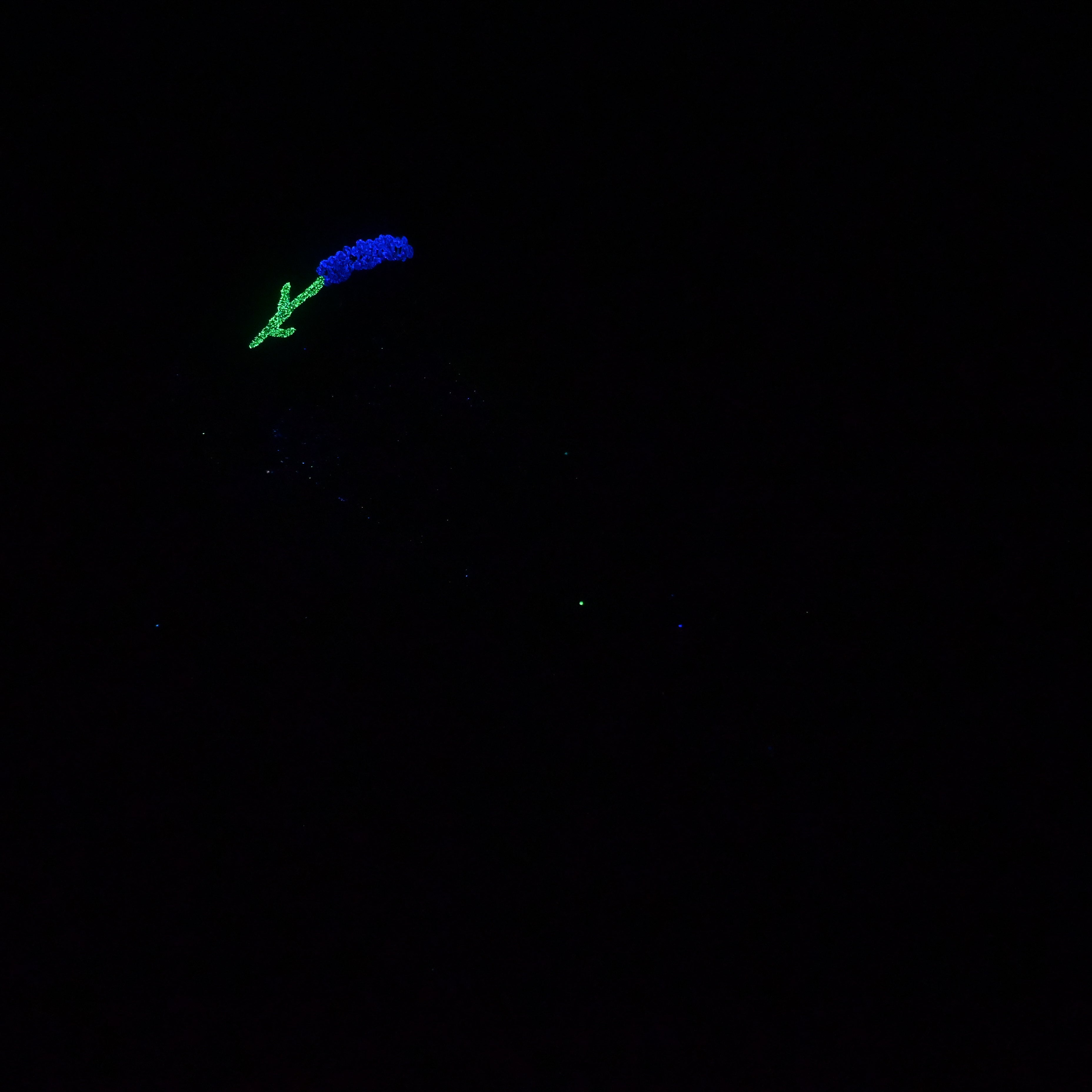 Z4MKC58 Caelus Large 0050 UV GITD GOBLIN HOLE