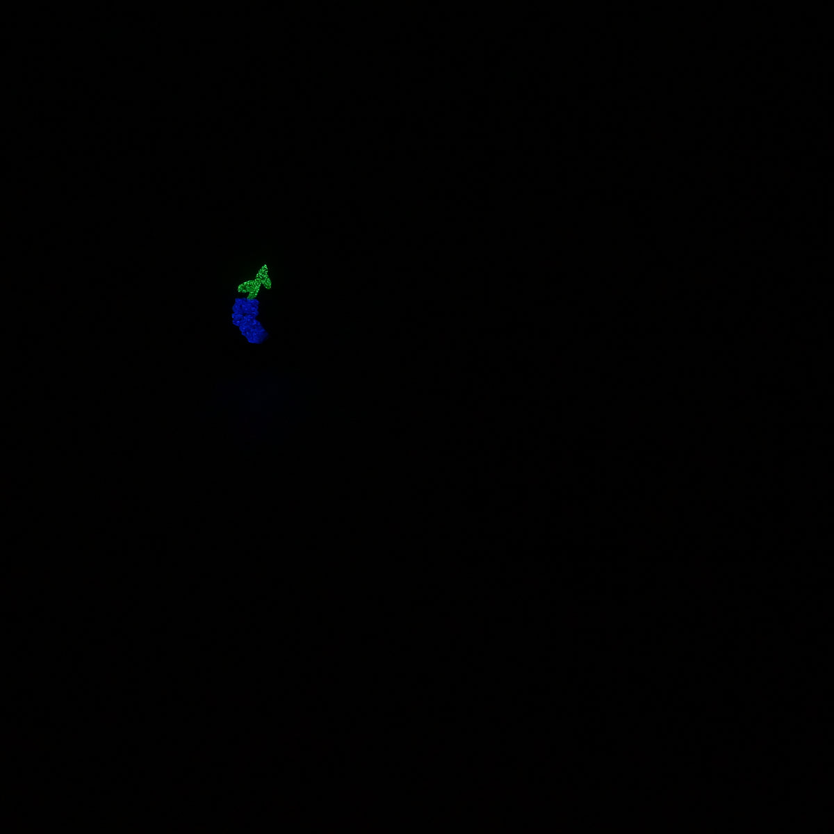 R2MKB99 Orion Small 0050 UV GITD
