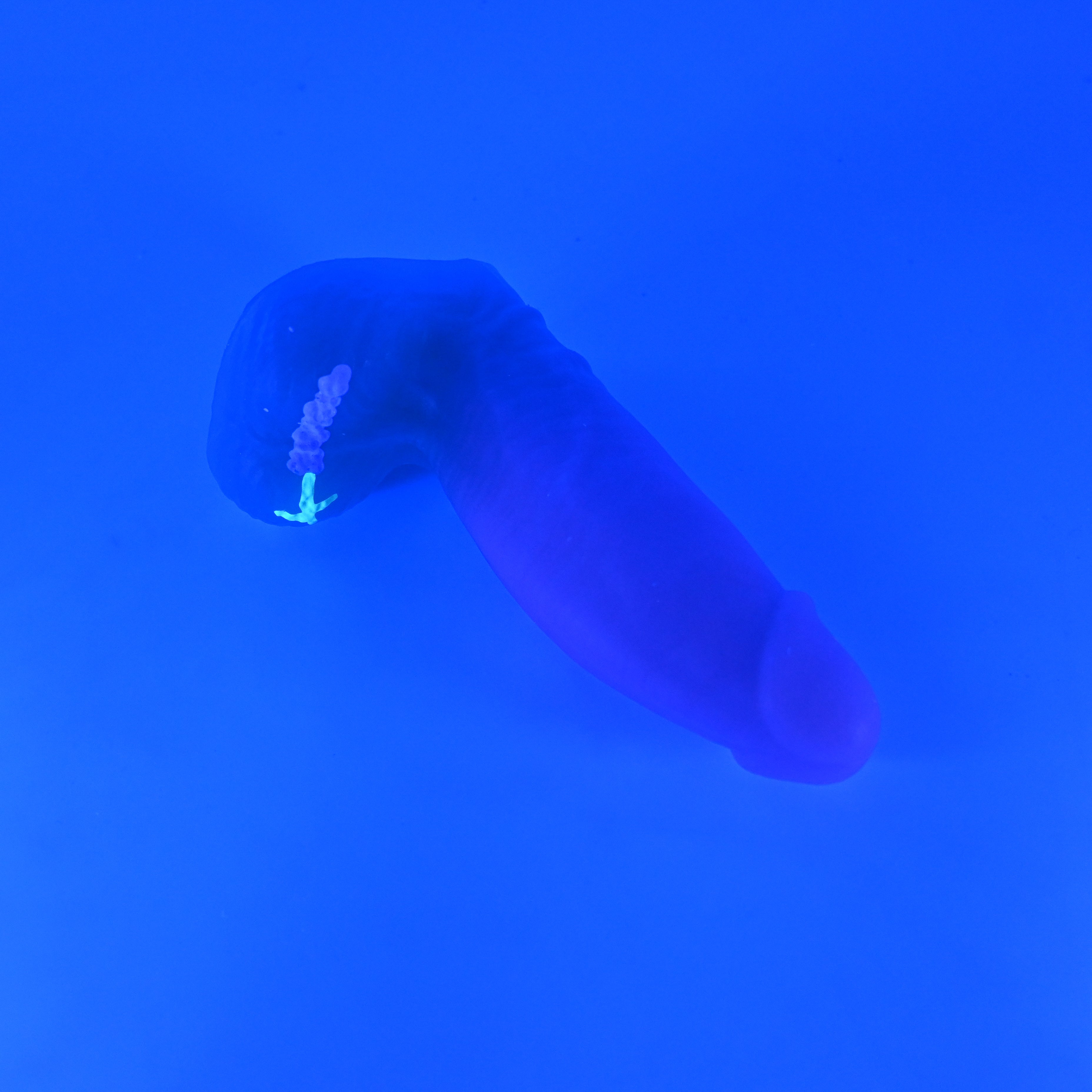 92MKB04 Kronos Small 0050 UV GITD
