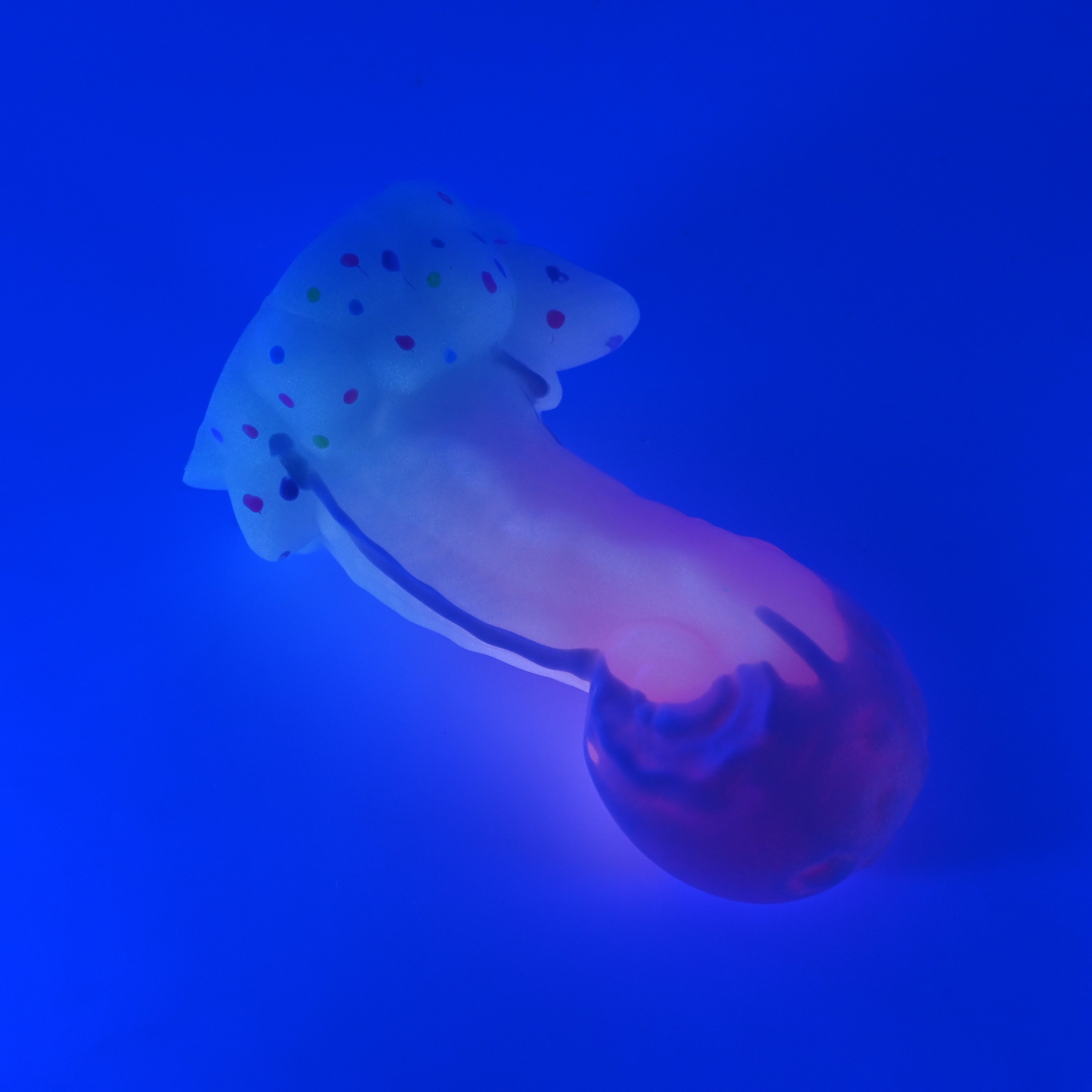 73SKA88 Terra Medium 0030 UV GITD
