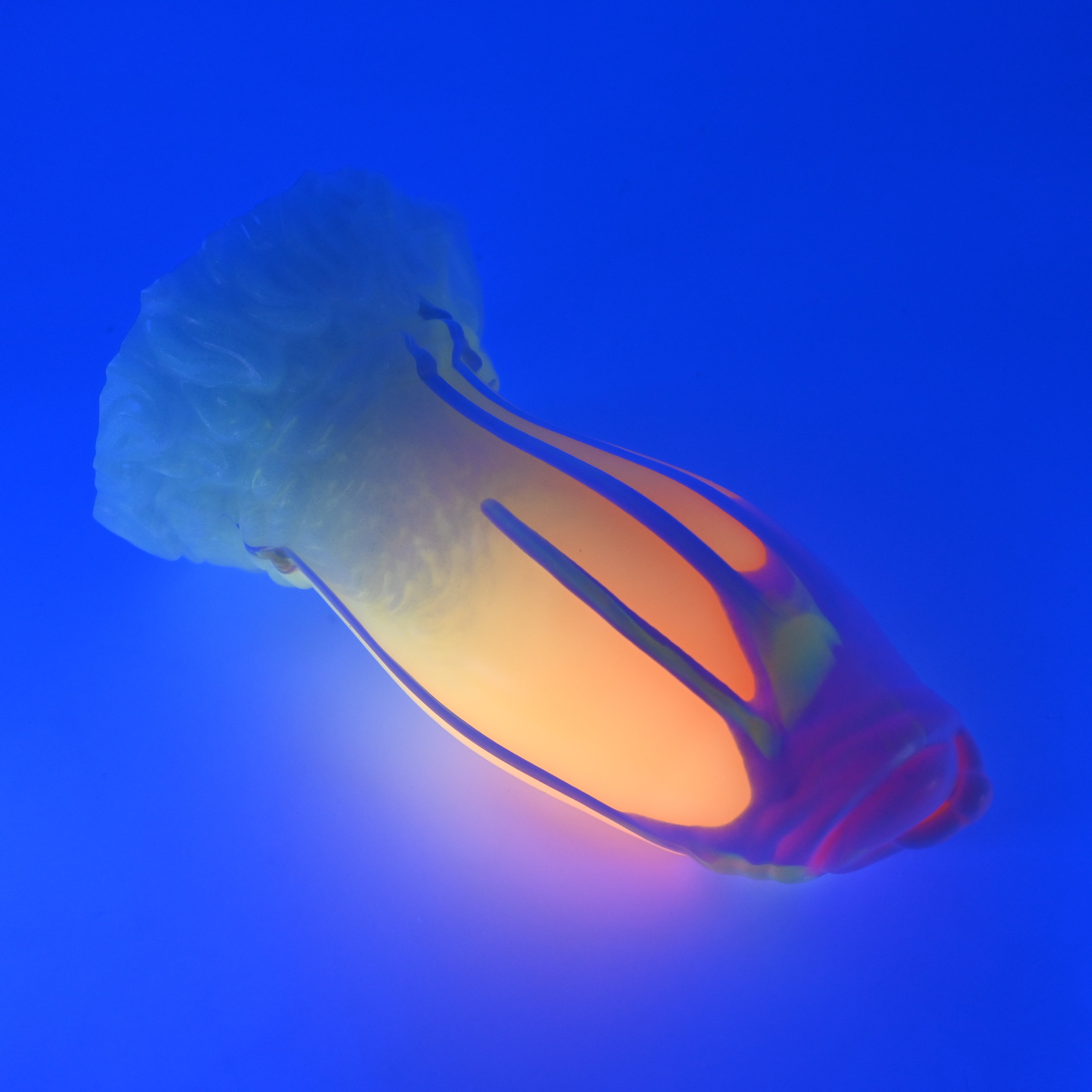 85XKA98 Hue XL 0020 UV GITD