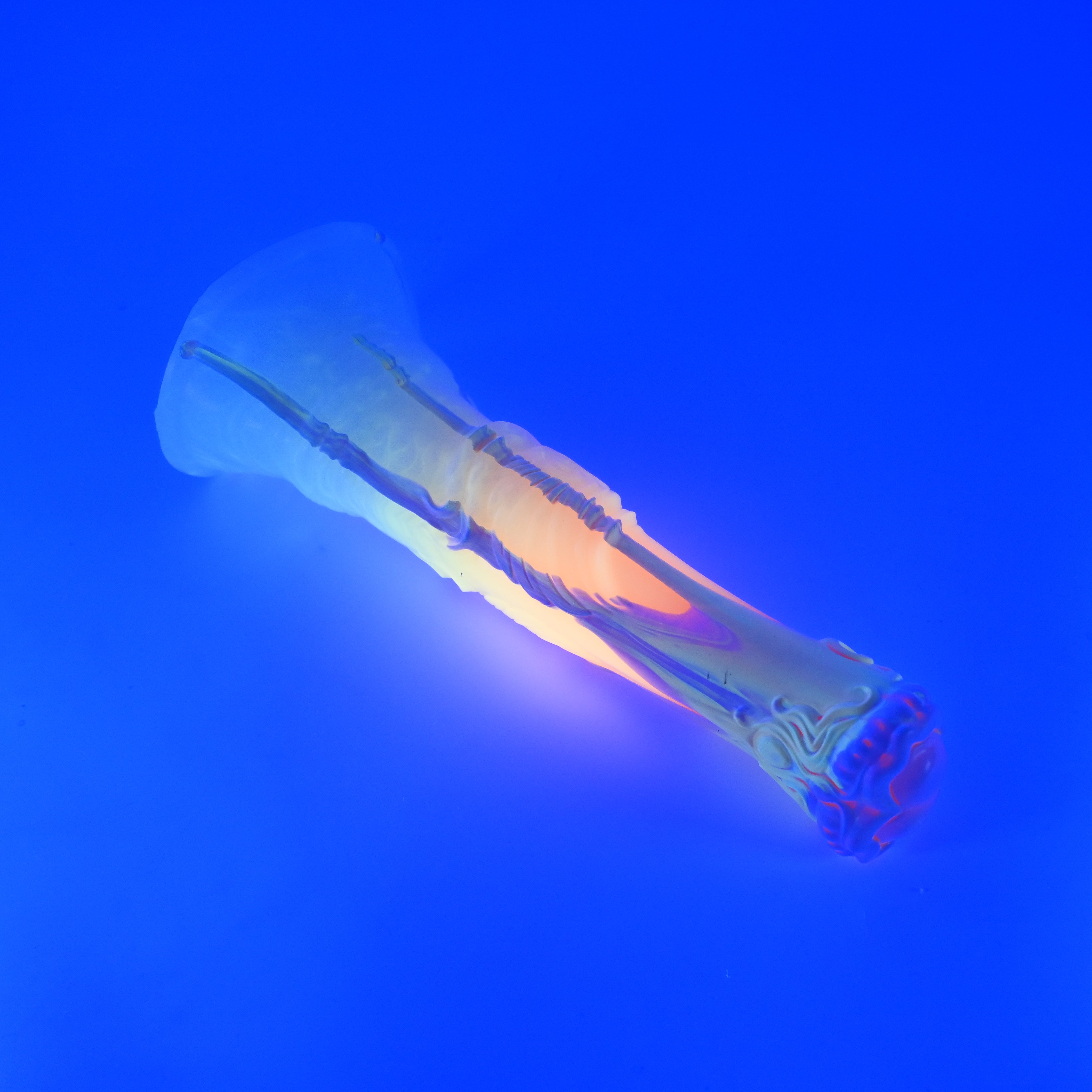 U3SKC26 Cirrus Medium 0020 UV GITD
