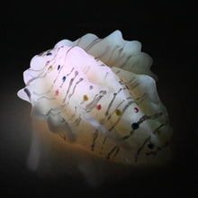 Load image into Gallery viewer, C4SDW39 Calypso Large 0030 UV GITD
