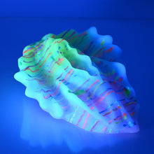 Load image into Gallery viewer, C4MDW43 Calypso Large 0050 UV GITD
