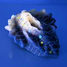 Load image into Gallery viewer, C4SDW38 Calypso Large 0030 UV GITD
