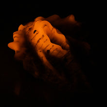 Load image into Gallery viewer, C4SDW38 Calypso Large 0030 UV GITD
