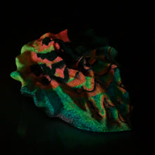 Load image into Gallery viewer, C4SDX60 Calypso Large 0030 UV GITD
