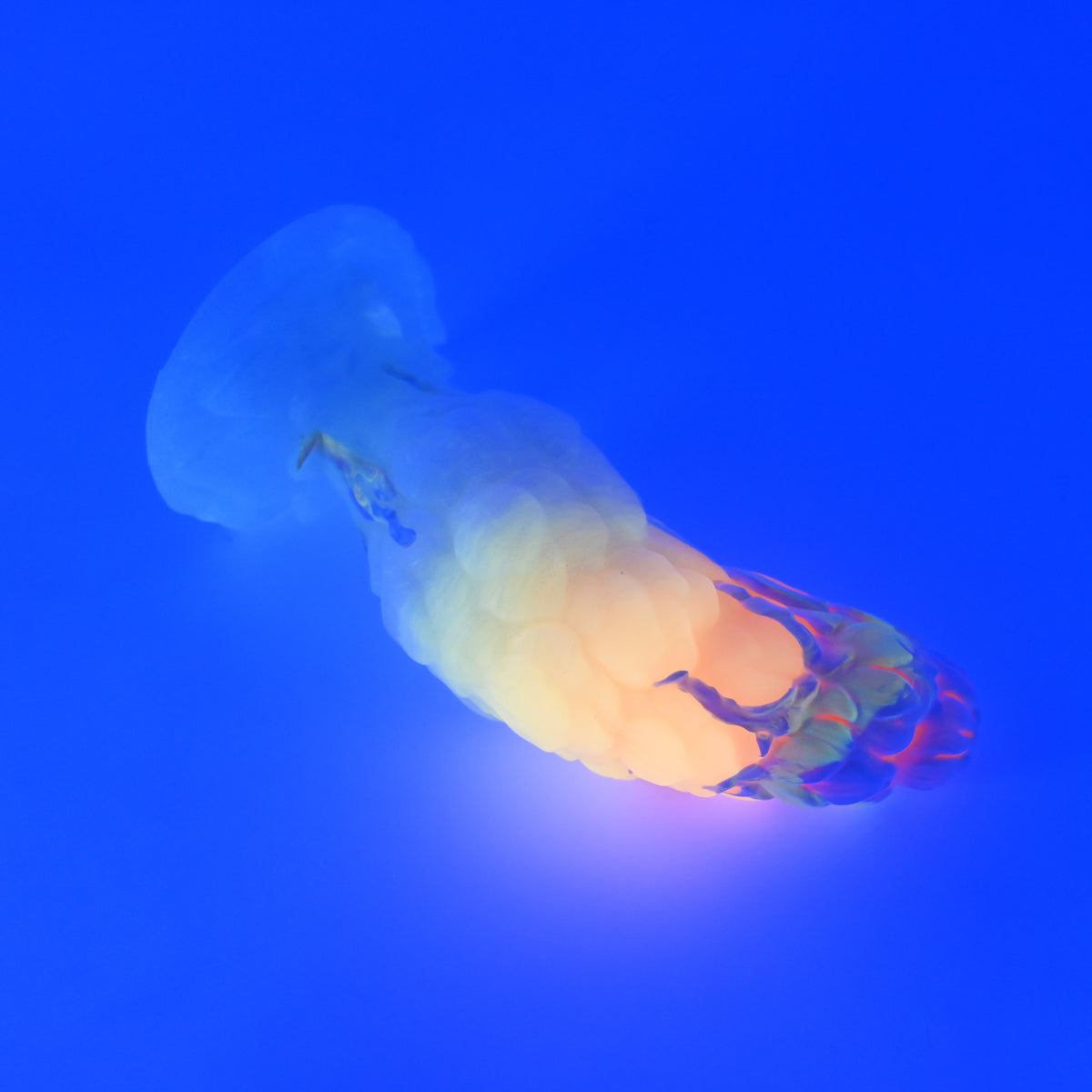 B3XKB18 Flora Medium 0020 UV GITD