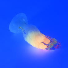 Load image into Gallery viewer, B3XKB18 Flora Medium 0020 UV GITD
