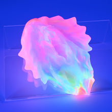 Load image into Gallery viewer, C2TGZ52 Calypso Small NC 0031 UV CS
