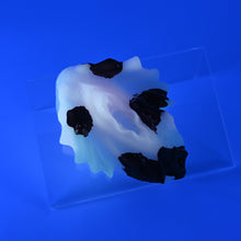 Load image into Gallery viewer, C2SKD23 Calypso Small 0030 UV GITD
