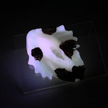 Load image into Gallery viewer, C2SKD23 Calypso Small 0030 UV GITD
