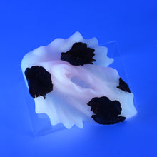 Load image into Gallery viewer, C4SKD25 Calypso Large 0030 UV GITD
