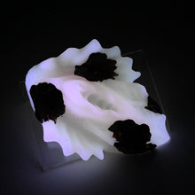 Load image into Gallery viewer, C4SKD25 Calypso Large 0030 UV GITD
