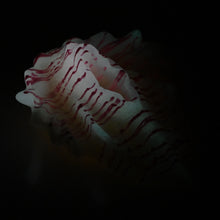 Load image into Gallery viewer, C4XEY38 Calypso Large 0020 UV GITD
