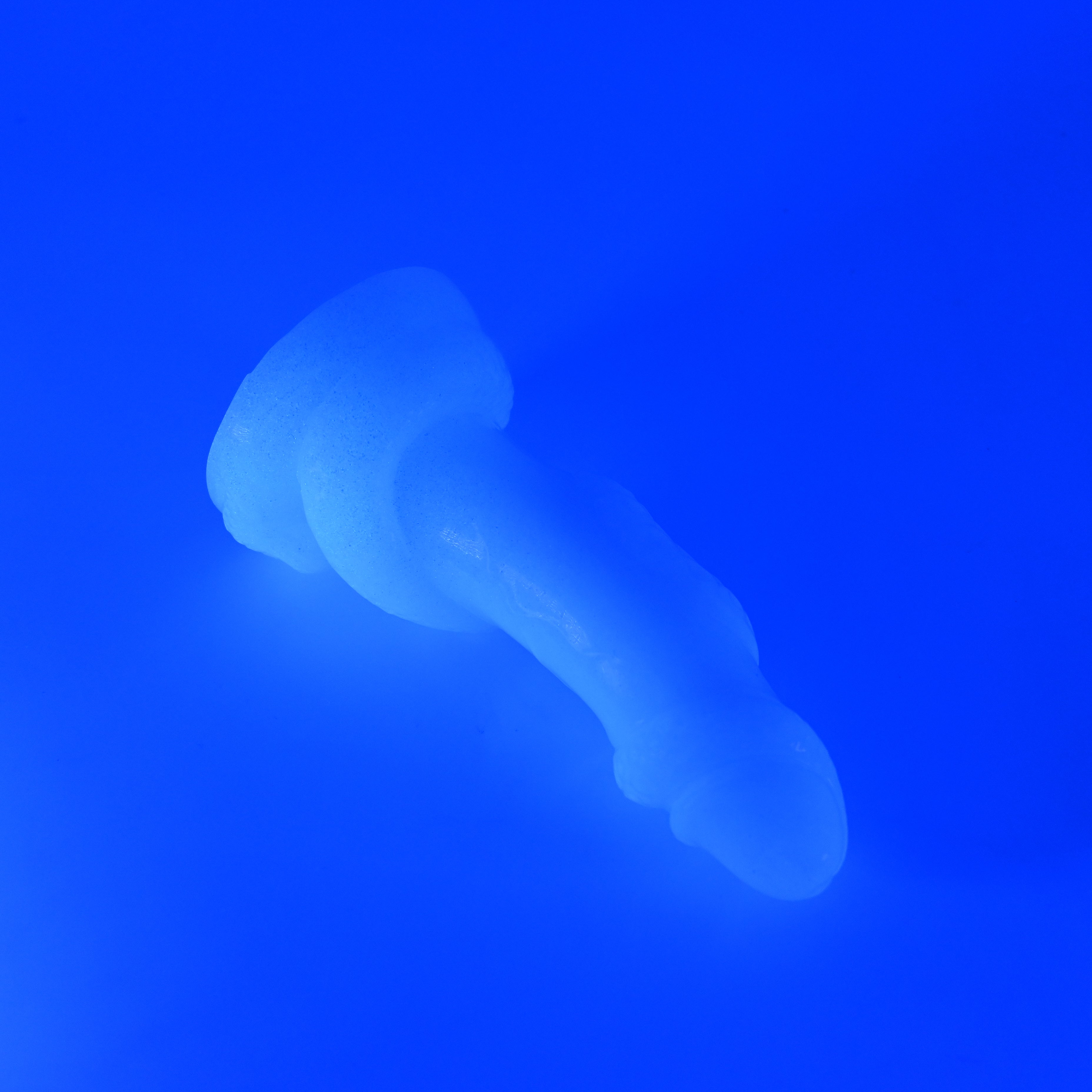 32SKC68 Celia Small 0030 UV GITD