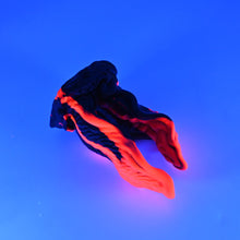 Load image into Gallery viewer, A2XJA35 Alara Small 0020 UV GITD
