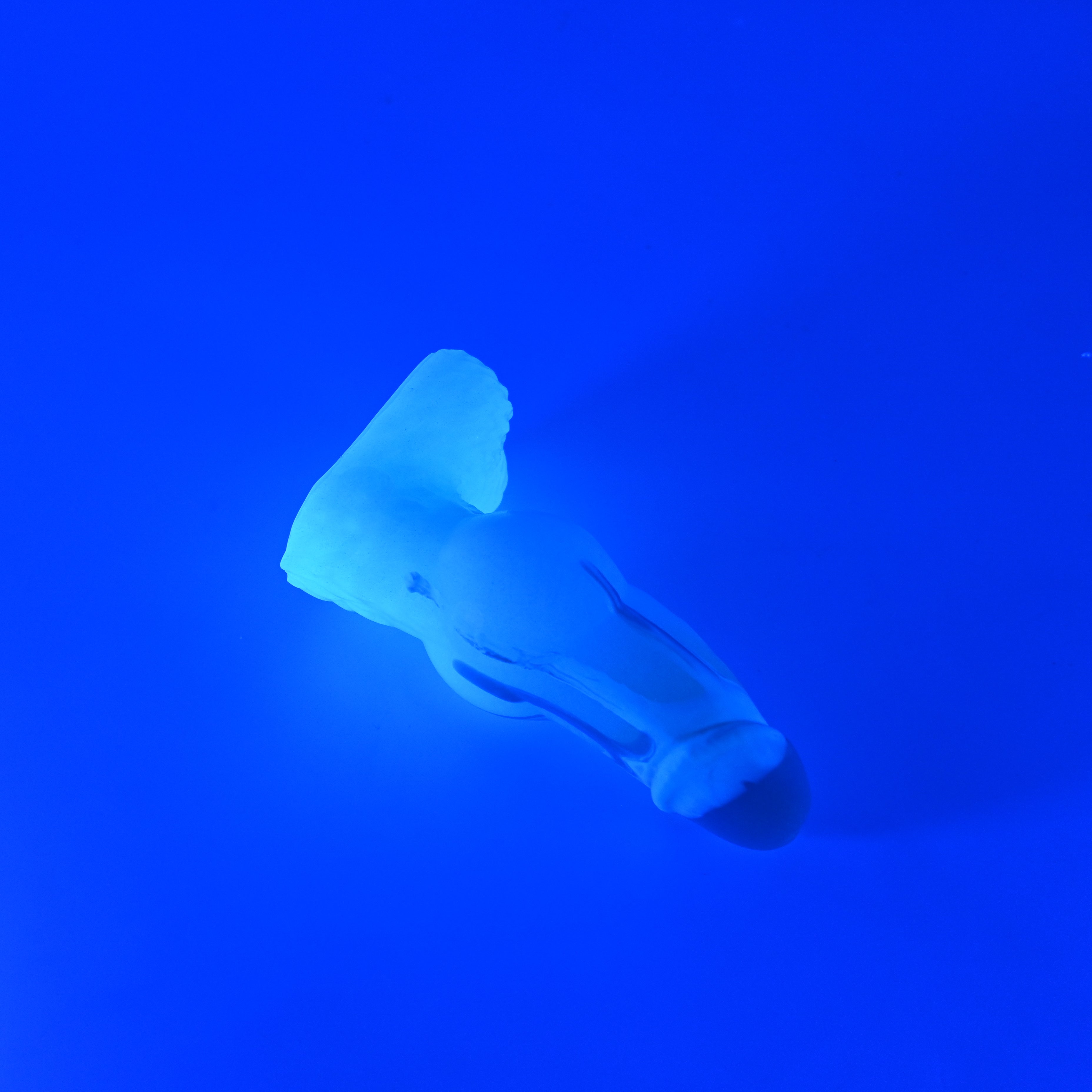 51SKC77 Jacob Mini 0030 UV GITD