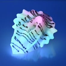 Load image into Gallery viewer, C2SDX78 Calypso Small 0030 UV GITD CS
