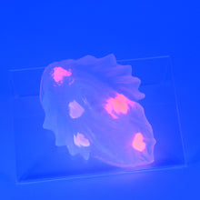 Load image into Gallery viewer, C2THA98 Calypso Small NC 0031 UV GITD CS
