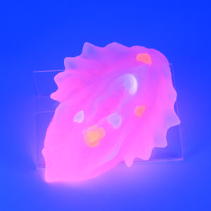 C4THA99 Calypso Large NC 0031 UV GITD CS