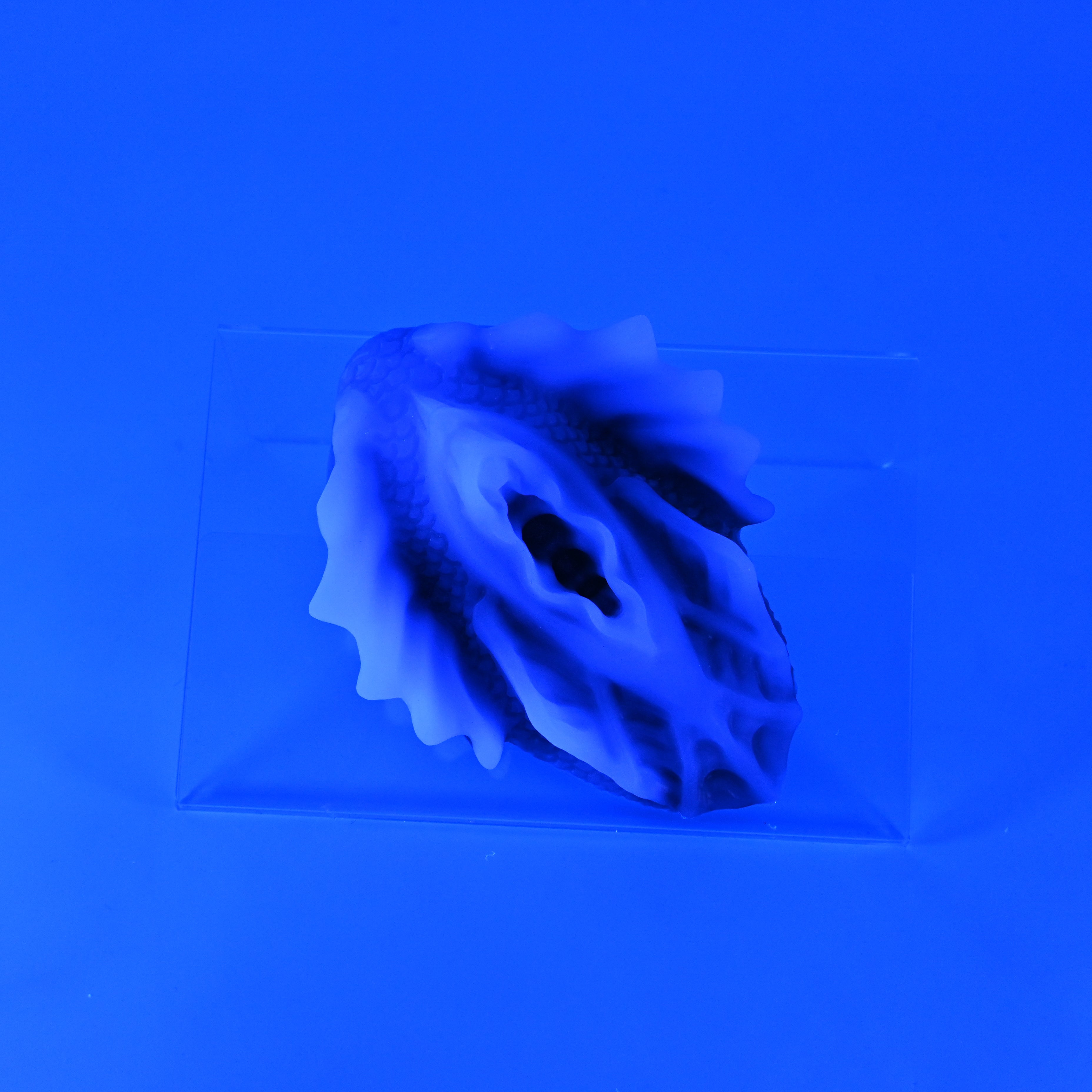 C2SKF09 Calypso Small 0030 UV GITD