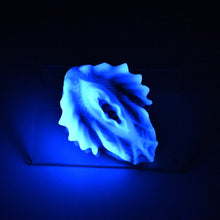 Load image into Gallery viewer, C2SKF09 Calypso Small 0030 UV GITD
