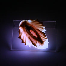 Load image into Gallery viewer, C2MKF10 Calypso Small 0050 UV GITD
