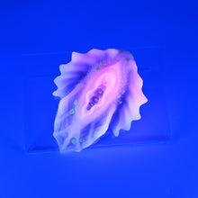 Load image into Gallery viewer, C2SJD84 Calypso Small 0030 UV GITD
