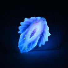 Load image into Gallery viewer, C2SJD84 Calypso Small 0030 UV GITD
