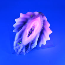 Load image into Gallery viewer, C4SJD86 Calypso Large 0030 UV GITD
